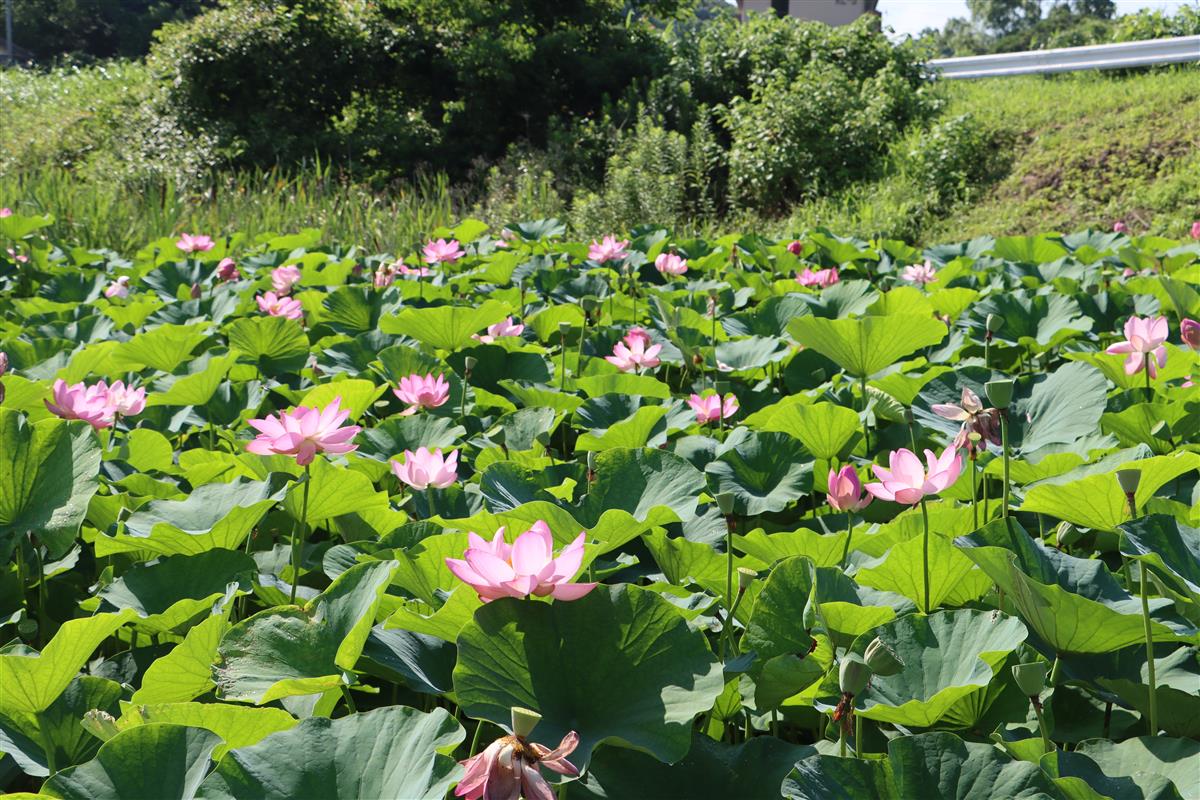 蓮が咲いています。の画像