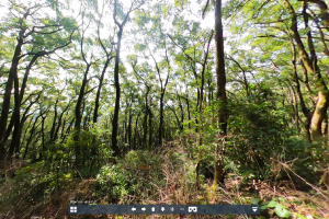楠原生林の写真の画像（別ウインドウで開きます）